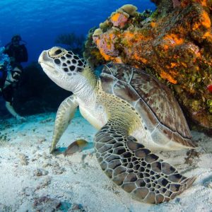 Snorkeling in Marsa Mubarak