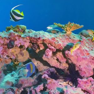 coral gardin (ab dondba)